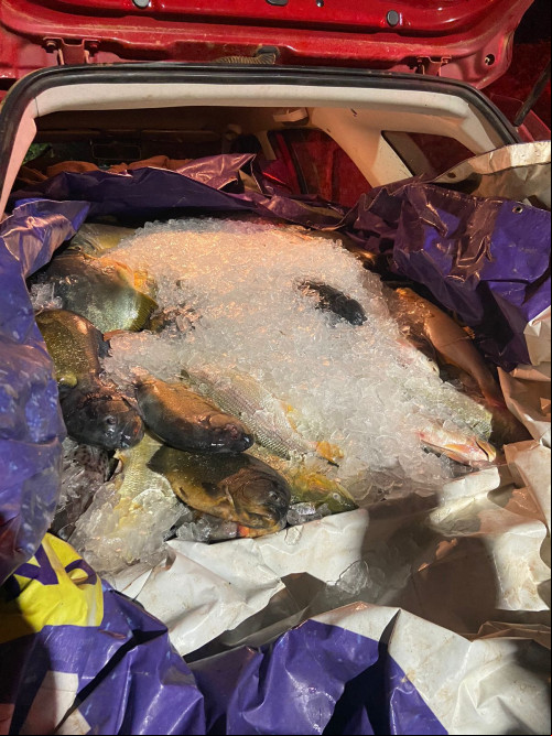 PM apreende 300Kg de peixe transportados ilegalmente no interior do Piauí - (Divulgação/Polícia Militar)