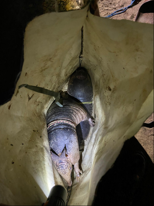 Polícia Ambiental flagra caça ilegal e resgata animais silvestres em Dom Inocêncio