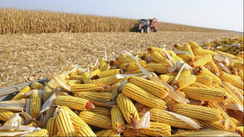 Por causa da seca, estimativa de produção agrícola do Piauí cai 12% em 2025
