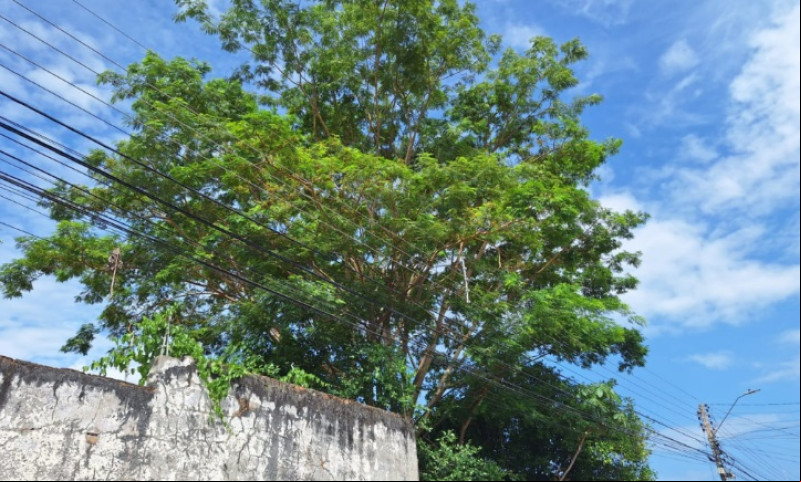 Em três meses, Piauí registra nove mil ocorrências de árvores tocando rede elétrica