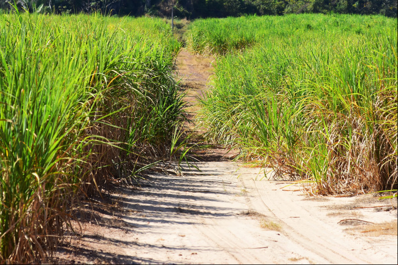 Grupo Olho D’água inicia moagem de cana com expansão da produção de açúcar no Piauí