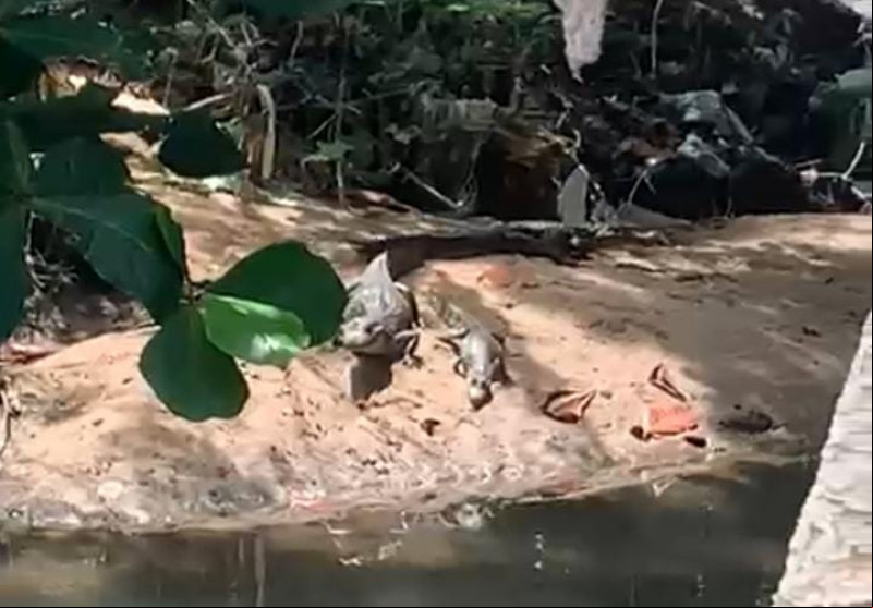 VÍDEO: Jacarés aparecem em grotão próximo de residências e assustam moradores no bairro Cidade Nova