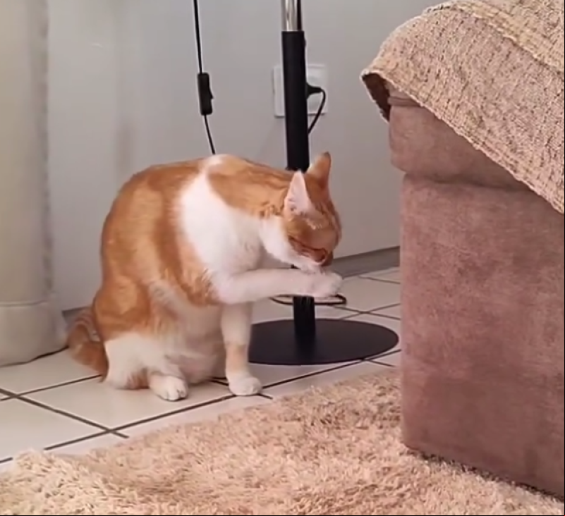 Pode dar banho em gato?