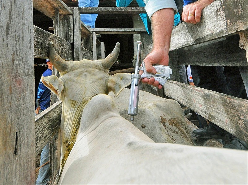 Estudo comprova que não há circulação de febre aftosa no Piauí