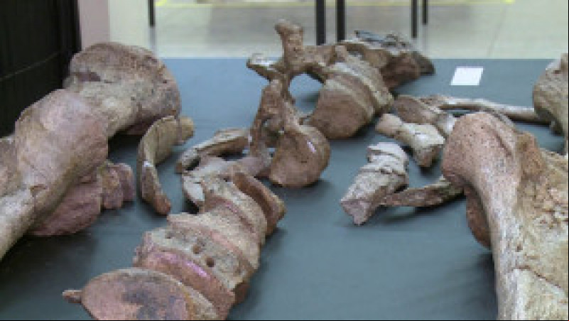 Peças de expedições arqueológicas em museu na UFPI - (Divulgação/UFPI)