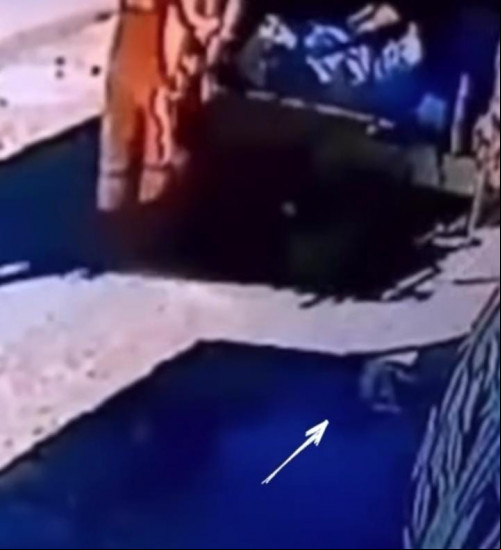 Semarh solicita a abertura de inquérito policial para investigar atropelamento de cachorro em Teresina