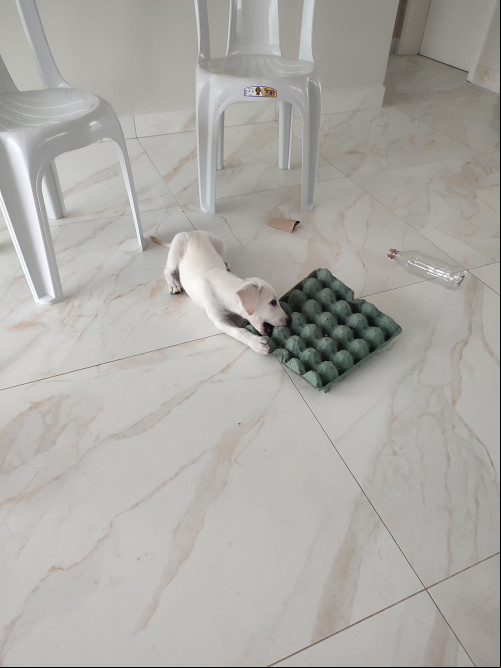 Como melhorar a Vida do Filhote!