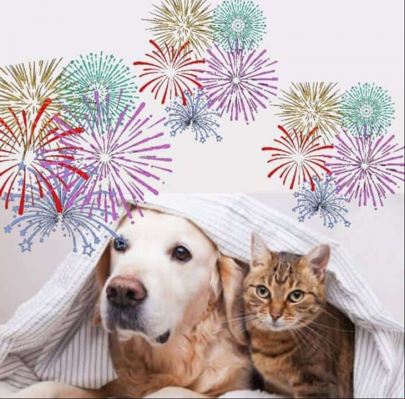 Fogos de artifícios: saiba como lidar com o medo dos pets na virada do ano