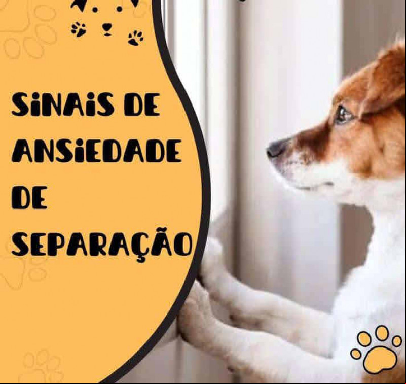 Seu pet tem ansiedade de separação?