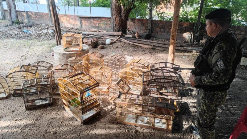 Mais de 50 aves silvestres são apreendidas em Teresina após denúncia - (Divulgação/BPA)