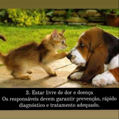 Todo animal têm direito a saúde física. - (Virgínia Leal )