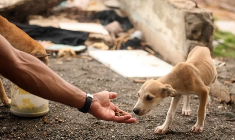 Cadastro estadual vai mapear protetores independentes de animais no Piauí