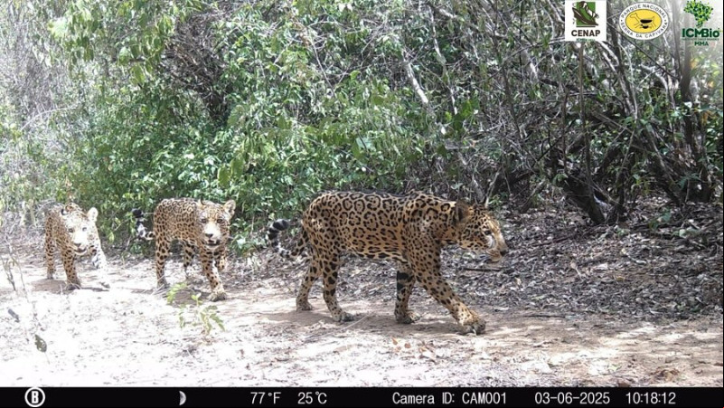 Câmera flagra registro inédito de família de onças-pintadas no Parque Nacional da Serra da Capivara