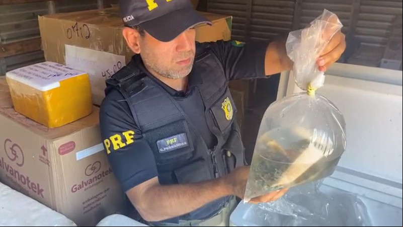 Mais de uma tonelada de animais e organismos marinhos são resgatados em Parnaíba