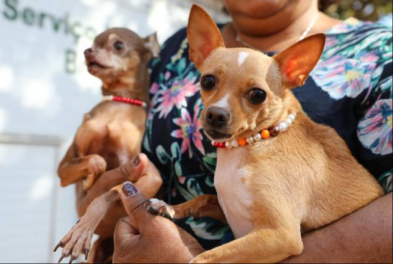 RG para cães e gatos: ação gratuita acontece nesta sexta (23) no Centro de Teresina