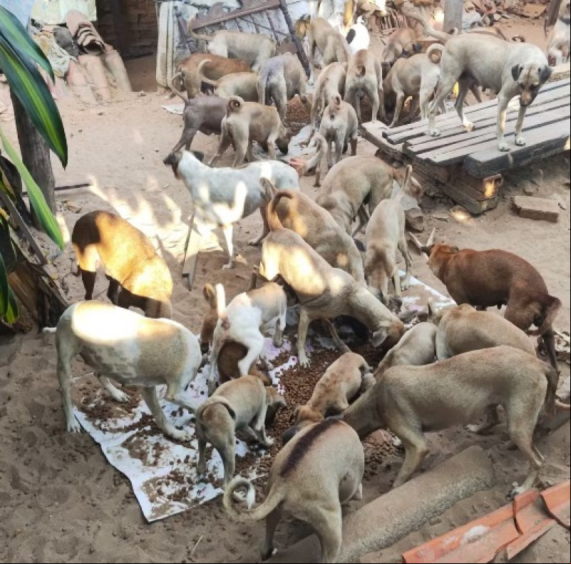 Cerca de 50 cães abandonados são achados em casa em Parnaíba