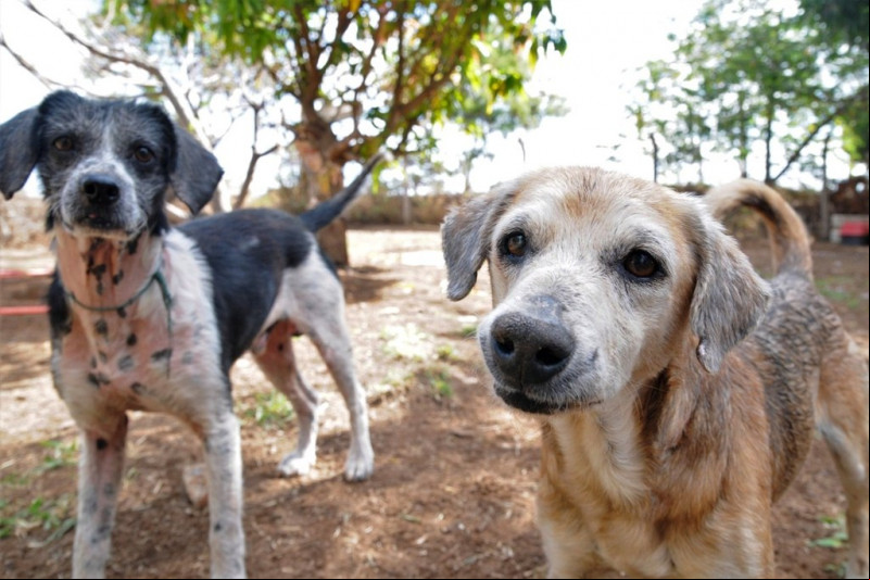 Projeto que visa proibir a execução de cães e gatos em situação de rua é apresentado na Alepi