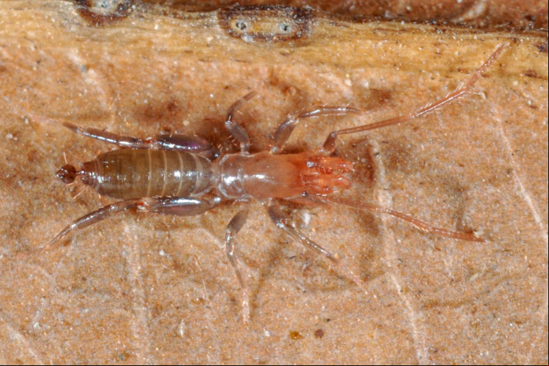 Macho da espécie Rowlandius ufpi - (Pedro H. Martins / UFPI)