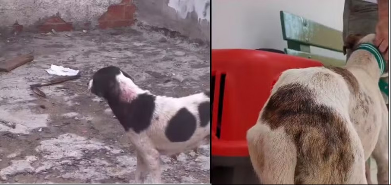 Cachorros são resgatados de maus-tratos em Teresina; polícia investiga prática de zoofilia - (Divulgação/OAB-PI)