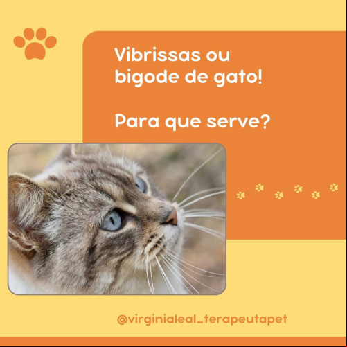 Bigode do gato! Você sabe para que serve?