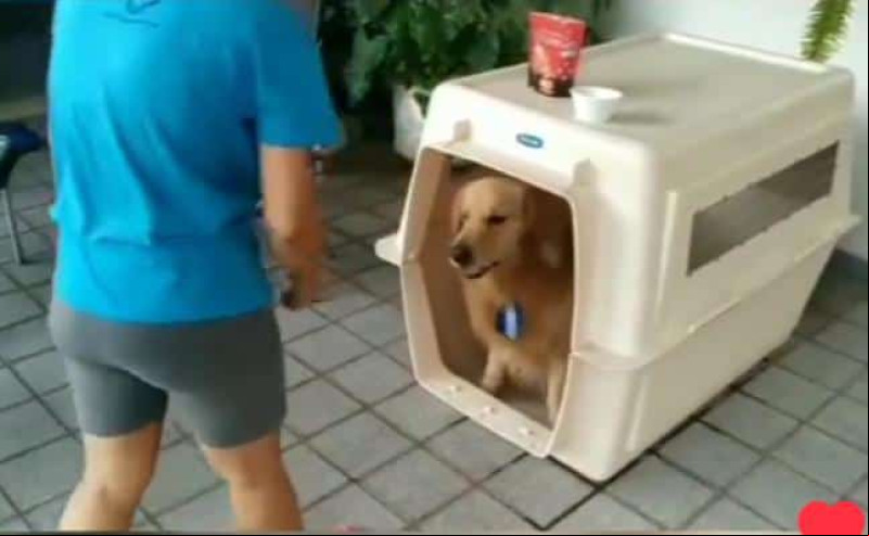 Cuidado ao transportar seu pet em viagens longas.