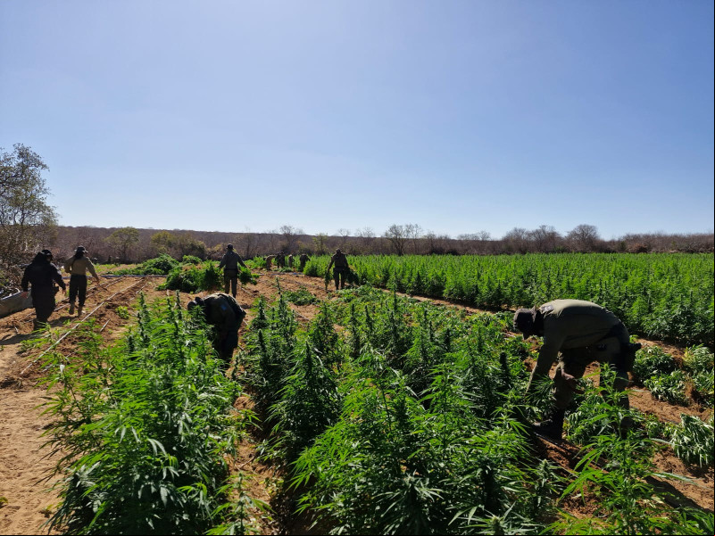 Plantação com 90 mil pés de maconha é encontrada pela polícia no Sul do Piauí