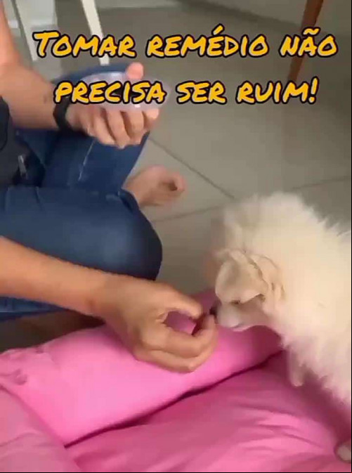 Como dar remédio para o pet sem stress
