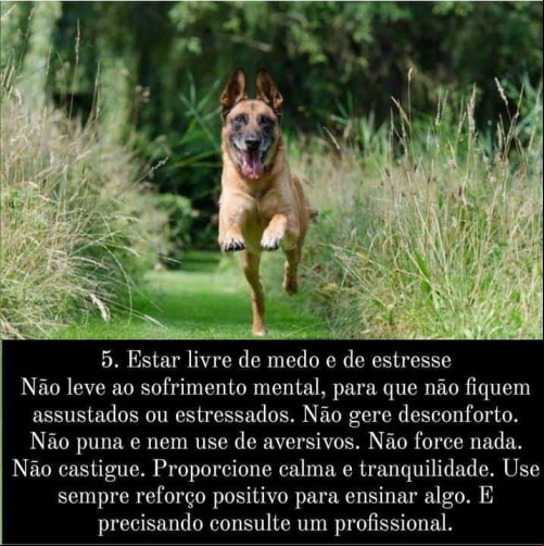 Todo animal têm direito à um ambiente sem stress, sem medo, sem uso de força - (Virgínia Leal )