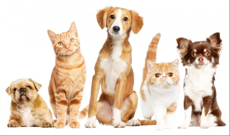 Vai viajar no Carnaval? Saiba como cuidar dos pets - (Reprodução)