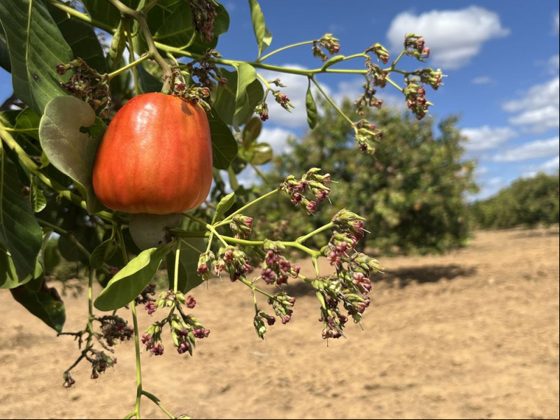 Piauí é o 2º maior produtor de caju no Brasil com 74 mil hectares plantados