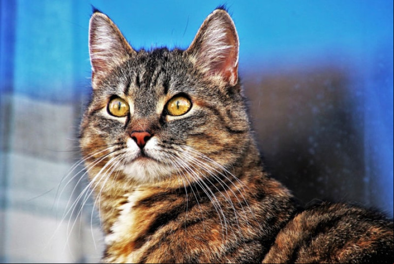 Cortar o bigode do gato pode ocasionar desequilíbrio e perda das funções táteis. - (Imagem de internet )