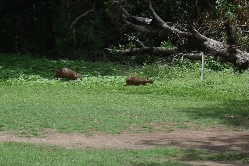 Piauí a a ter programa estadual de proteção à fauna silvestre