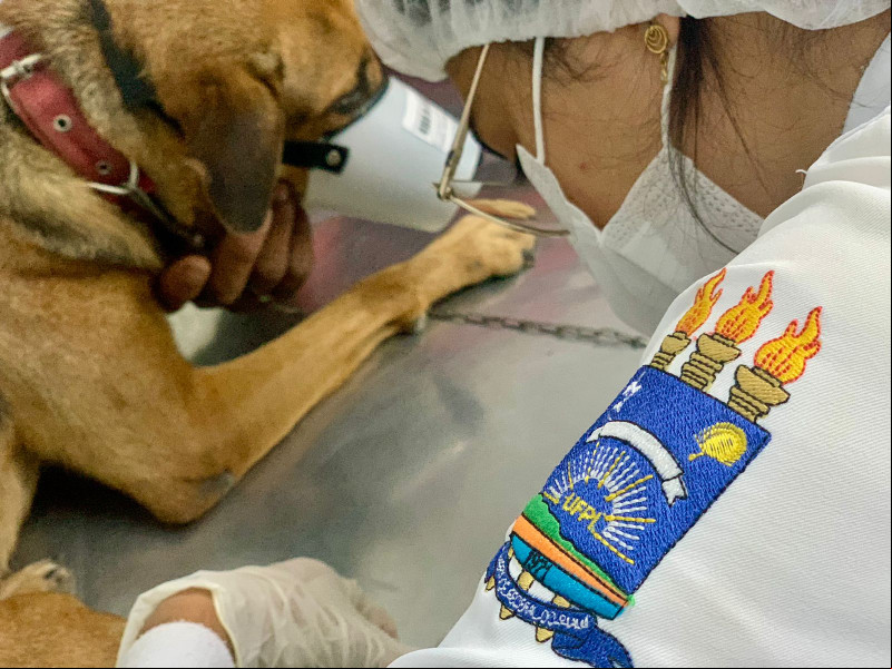 Veterinários querem que MEC proíba graduação na modalidade EaD