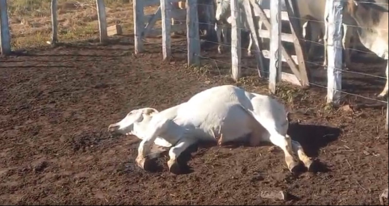 Animais morrem após vaquejada na cidade de Sebastião Barros