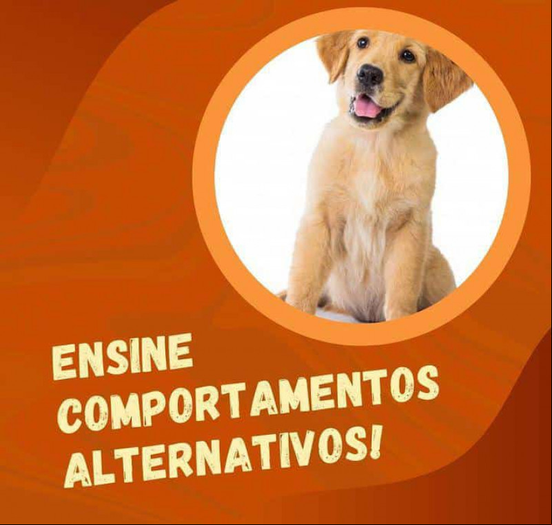 Ensine comportamentos alternativos