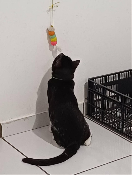 A jornalista Lorena os costumava comprar coleiras para seus gatos - (Arquivo pessoal)