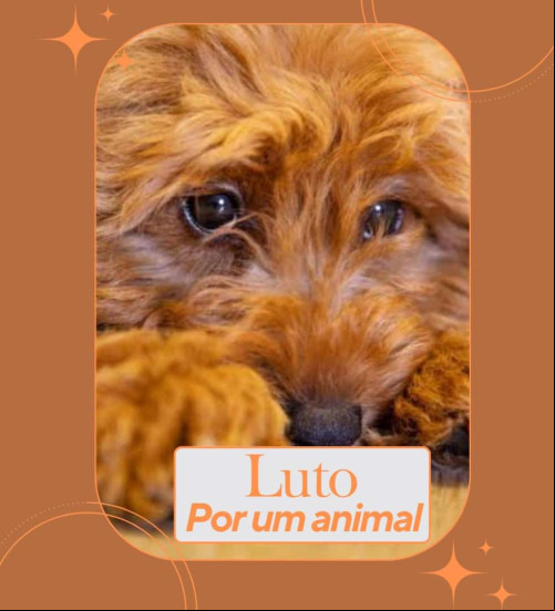 Luto por um animal