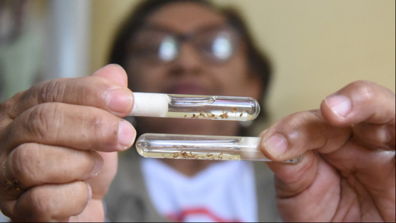 Dengue Tipo 3 é ameaça à saúde pública, declara FMS