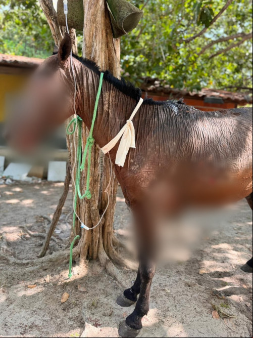 Vereadora resgata cavalo queimado vivo em União