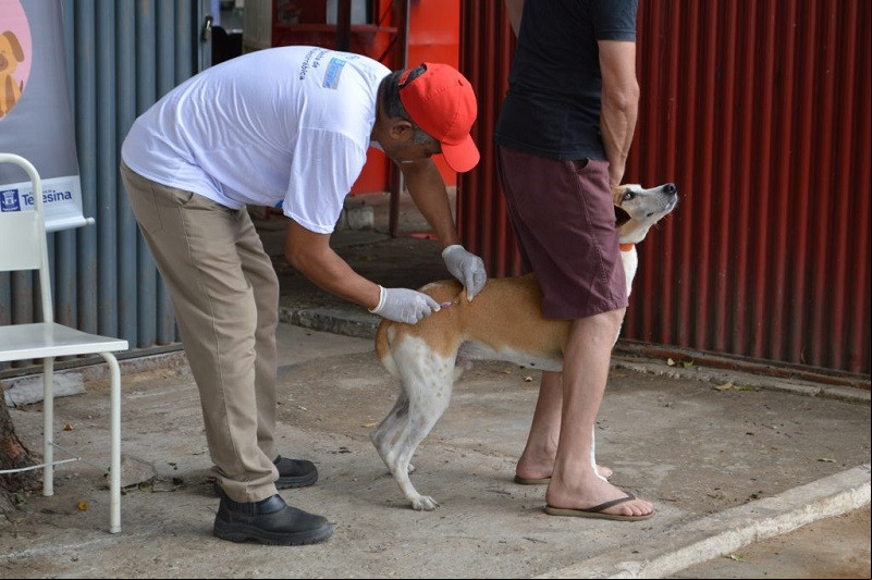 Cães e gatos são vacinados após macaco sagui ser diagnosticado com raiva em Teresina