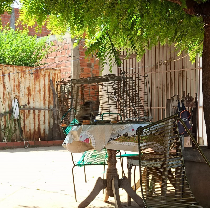 Macaco flagrado “carregando” filhotes de outros animais em Picos é capturado