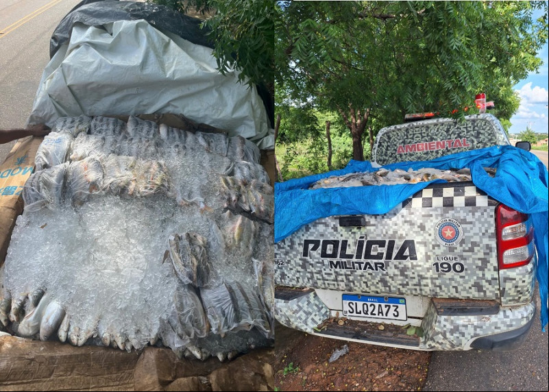 Meia tonelada de peixe é apreendida em transporte irregular em São Raimundo Nonato