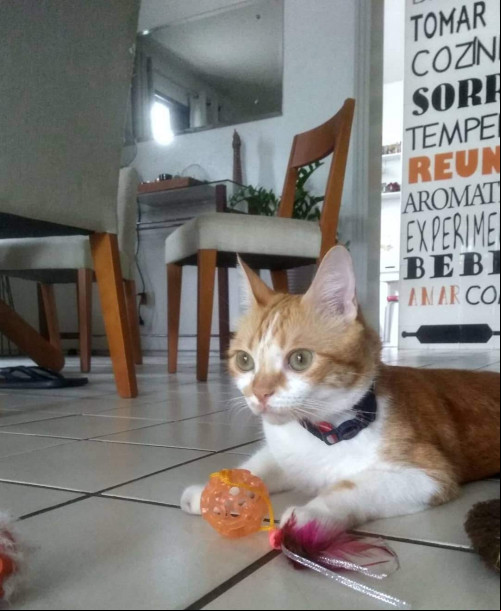 TRABALHO DE UMA PET SITTER É BEM DIFERENTE DE CHAMAR UM VIZINHO OU PARENTE PARA CUIDAR DO SEU PET.