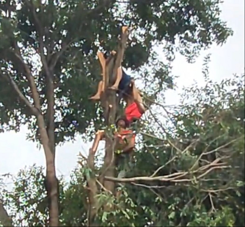 VÍDEO: Jovem sofre descarga elétrica enquanto podava árvore em Piripiri
