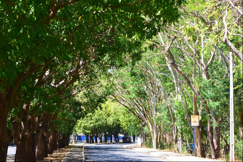 Teresina entra na lista das Cidades Verdes do Mundo e receberá selo da ONU