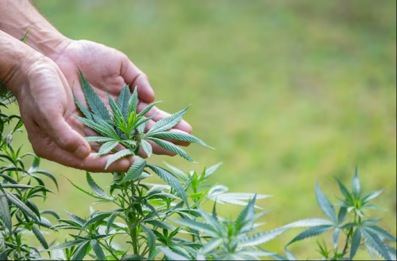 A maconha de porte pessoal ainda pode ser apreendida pela polícia? - (Freepik)
