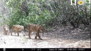 Câmera flagra registro inédito de família de onças-pintadas no Parque Nacional da Serra da Capivara