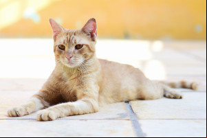Piauí a a ter programa estadual de incentivo à adoção de animais abandonados