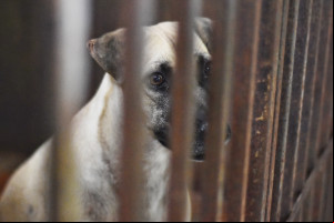 Piauí a a ter programa estadual de incentivo à adoção de animais abandonados