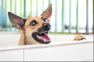 Piauí a a ter programa estadual de incentivo à adoção de animais abandonados
